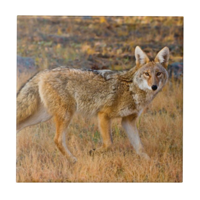 Caça de coiote (Canis Latrans) (Frente)