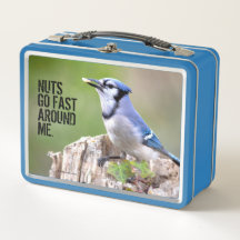 Caçador de Jay Azul-Cinto no Treestump