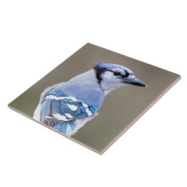 Caçador de Jay Azul-Cinto no Treestump