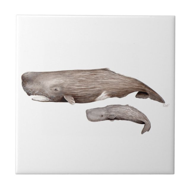 Cachalote, madre y cría (Frente)