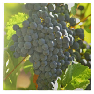 cacho de uva Cabernet Sauvignon no Chateau