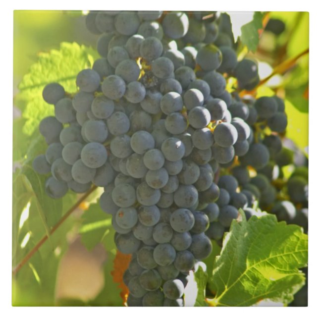 cacho de uva Cabernet Sauvignon no Chateau (Frente)