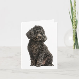 Cachorrinho Poodle Pensando em Você Olá Cartão