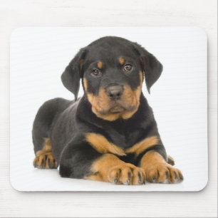 Cachorrinho Rottweiler Fofo Descansando Mousepad