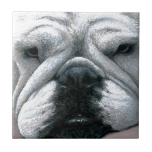 Cachorro 118 Inglês Bulldog