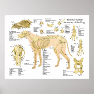 Cachorro Anatomia esquelética Poster de 18" X 24"