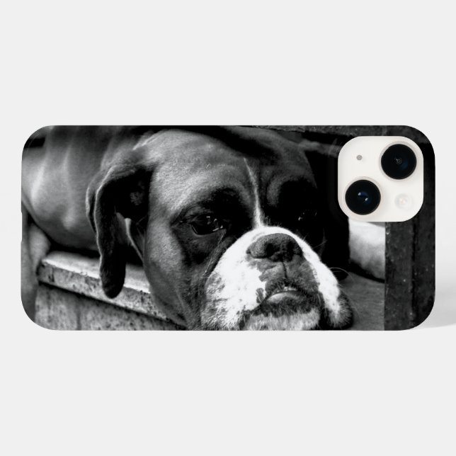 Cachorro-Boxer no iphcnm do Windows (Verso (horizontal))