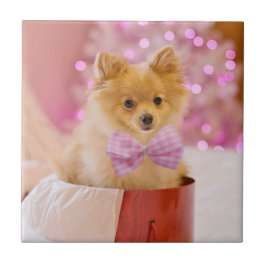 Cachorro Cachorro com Foto de Natal de Arco Rosa