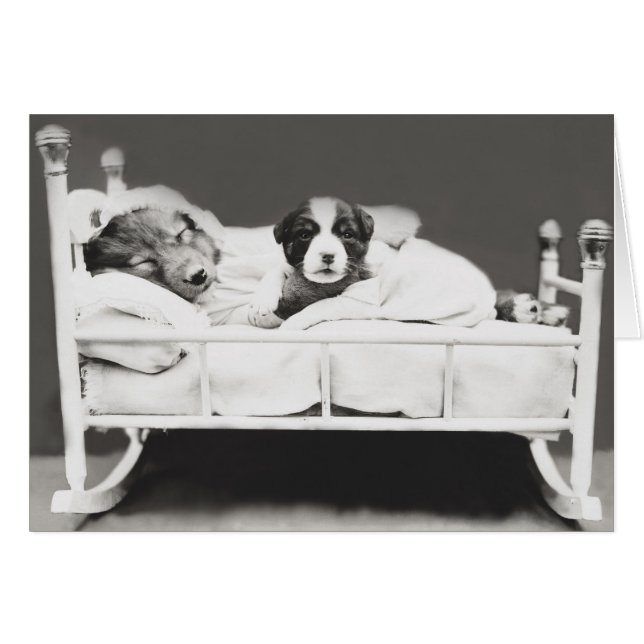 Cachorro Cachorro e Cartão de Cãozinho (Frente Horizontal)