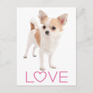 Cachorro Chihuahua de Cabelo Longo Cartão Postal