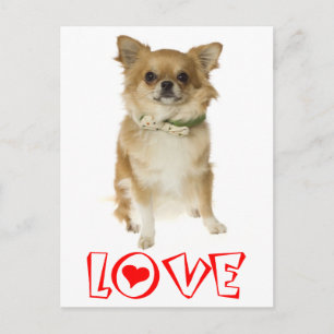 Cachorro Chihuahua de Cabelo Longo Cartão Postal