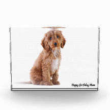 Cachorro Cockapoo.