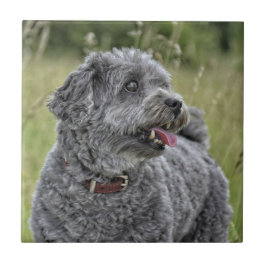 Cachorro Cortado Terrier