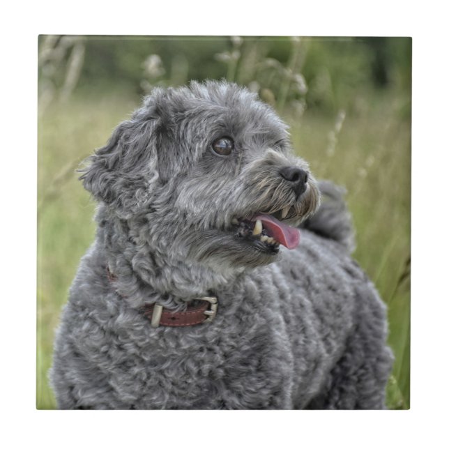 Cachorro Cortado Terrier (Frente)