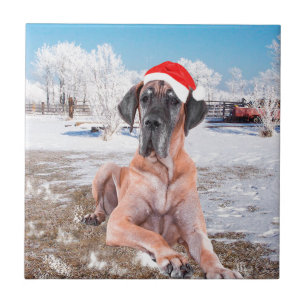 Cachorro Cute Great Dane Sentado Na Neve Chapéu de