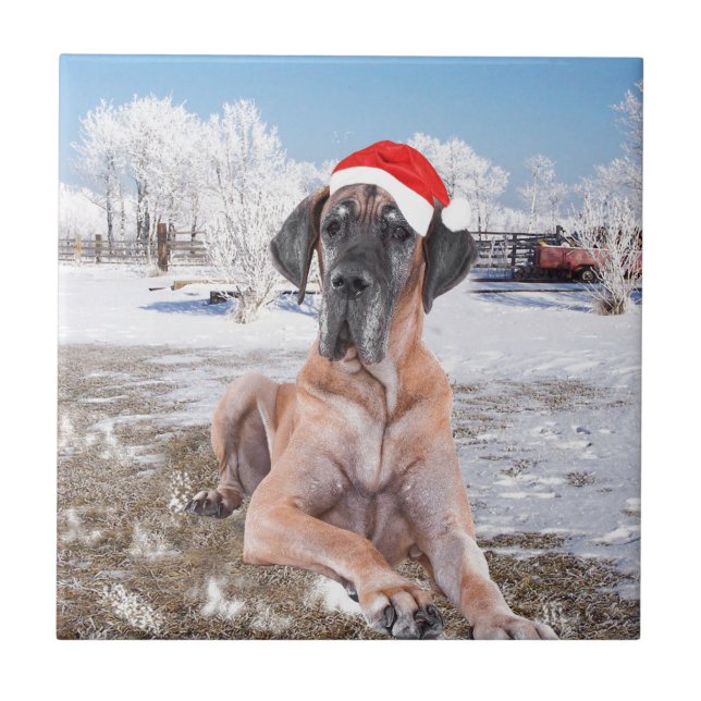 Cachorro Cute Great Dane Sentado Na Neve Chapéu de (Frente)