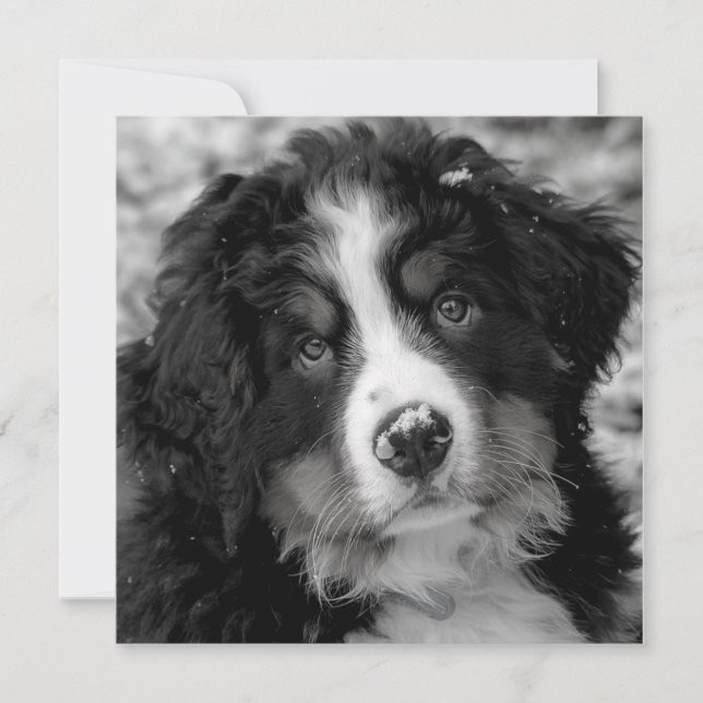 Cachorro da Montanha Bernese (Frente)