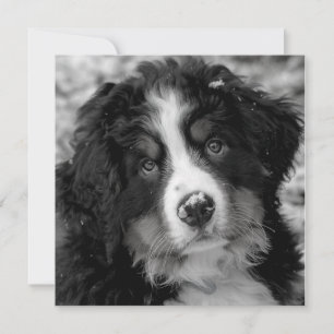Cachorro da Montanha Bernese