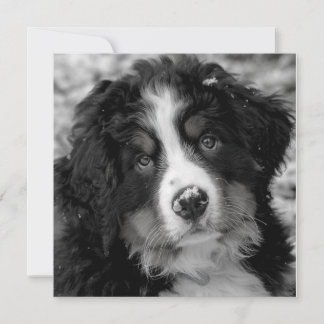 Cachorro da Montanha Bernese