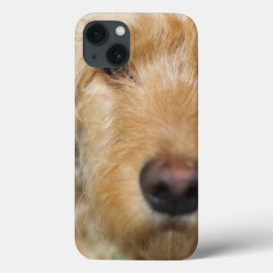 Cachorro de Goldendoodle