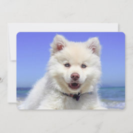 Cachorro de Lapphund, Branco, Finlandês