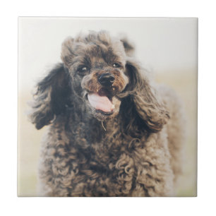 Cachorro De Poodle Bonito Rosto Sorria Sorriso