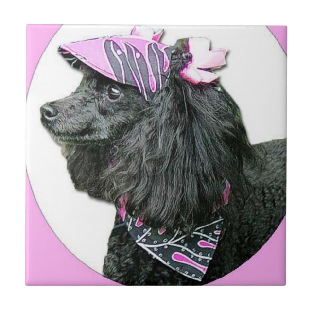 Cachorro de Toy Poodle (Frente)