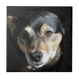 Cachorro Doce Posicionando para a Câmera