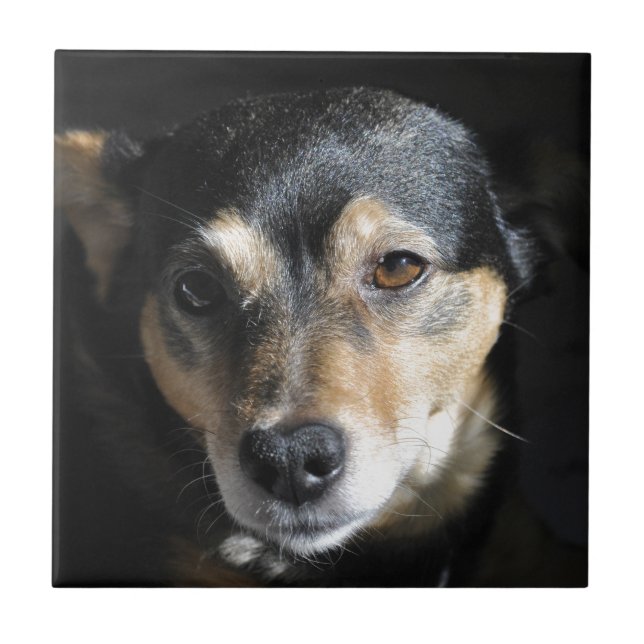 Cachorro Doce Posicionando para a Câmera (Frente)