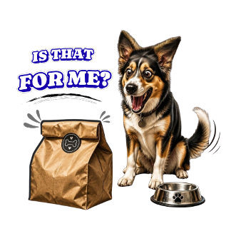 Cachorro Engraçado e Animado Esperando Comida – É 