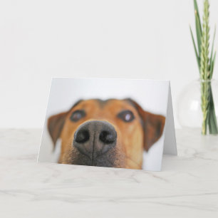 Cachorro Engraçado Fechar Cartão de Aniversário
