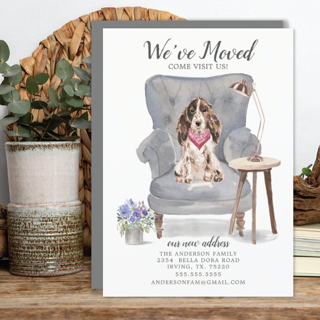 Cachorro Espanhol Castanho | Anúncio de mudança (Criador carregado)