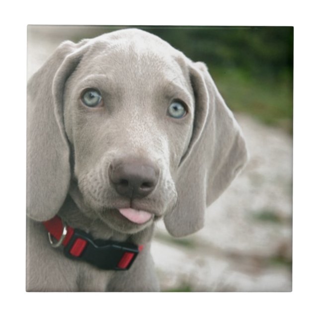 Cachorro esticando a língua (Frente)