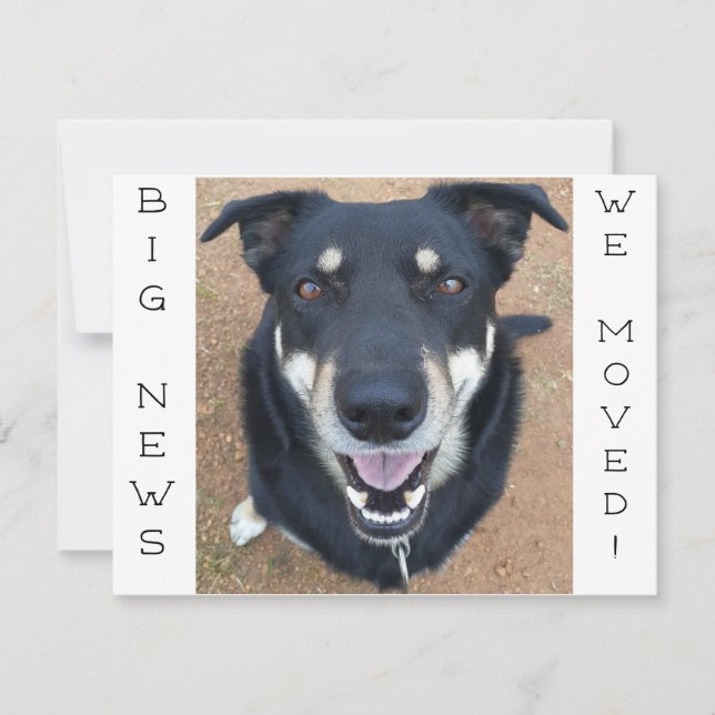 Cachorro FELIZ! Cartão Postal (Frente)