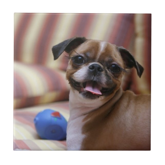 Cachorro Feliz com Brinquedo (Frente)