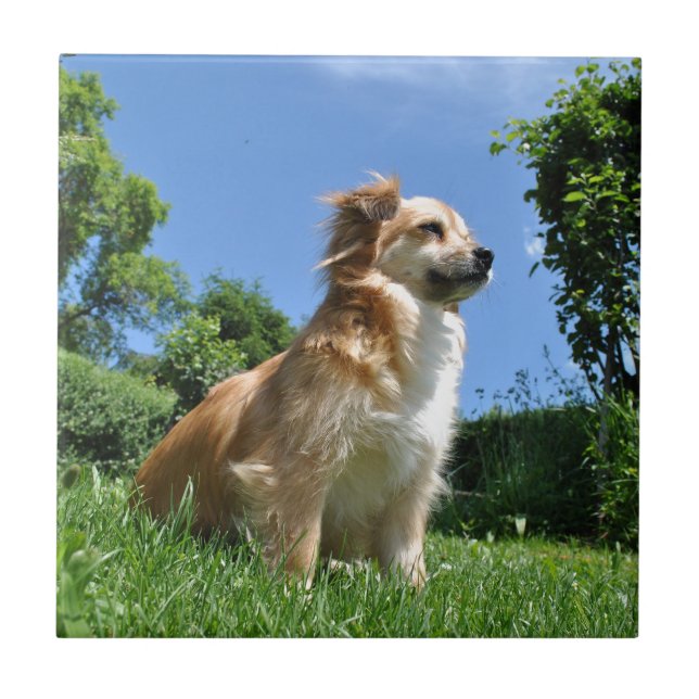 Cachorro fofo na grama (Frente)