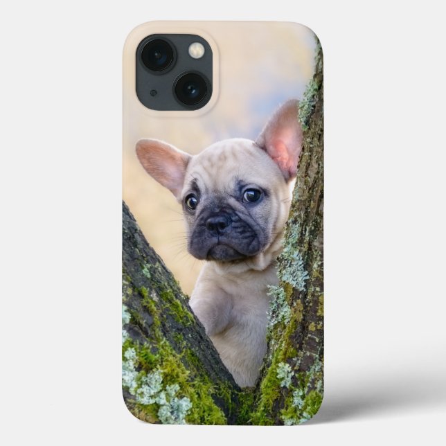 Cachorro francês bonito colocando em um galho (Verso)