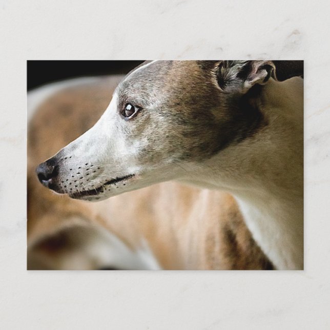 Cachorro Galgo Cartão Postal (Frente)
