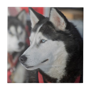 Cachorro Husky antes de uma corrida, Canadá