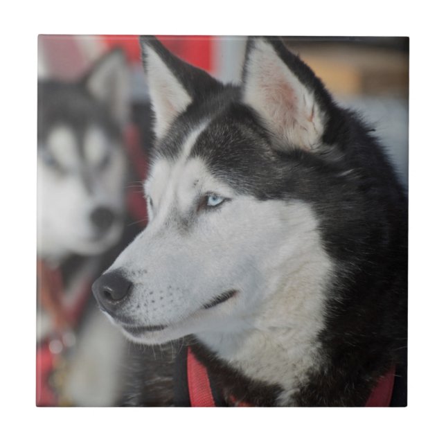 Cachorro Husky antes de uma corrida, Canadá (Frente)