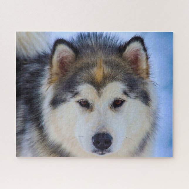 Cachorro Husky do Alasca. Quebra-cabeça (Horizontal)