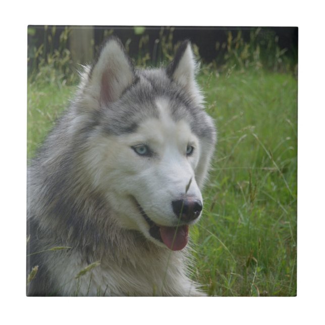 Cachorro Irlandês Belo (Frente)