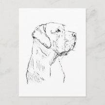 Cachorro Labrador Retriever Calmo Cartão Postal
