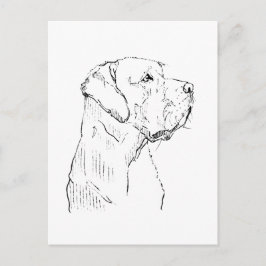 Cachorro Labrador Retriever Calmo Cartão Postal
