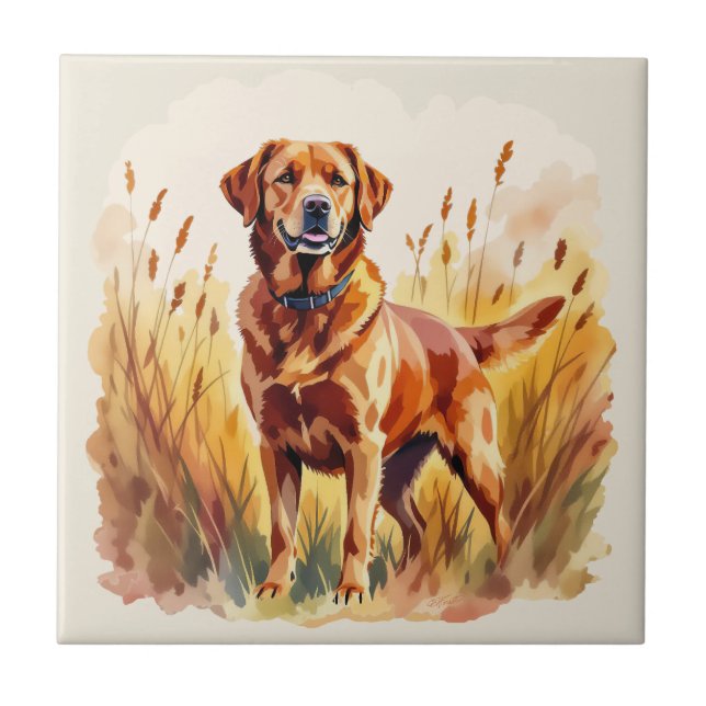 Cachorro Labrador Retriever Fox Red (Frente)