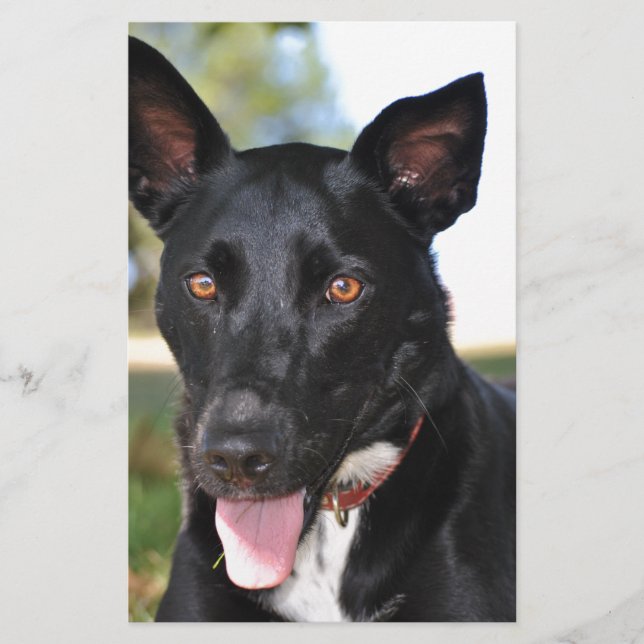 Cachorro lindo com olhos cor de mel (Frente)