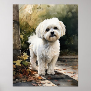 Cachorro Maltês Impressão Poster