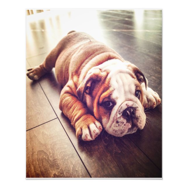 Cachorro-Mentiroso Inglês | Foto de cão (Frente)