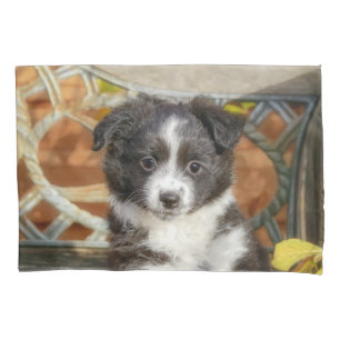 Cachorro Mini Aussie Shepherd Cachorro De Cor Biol