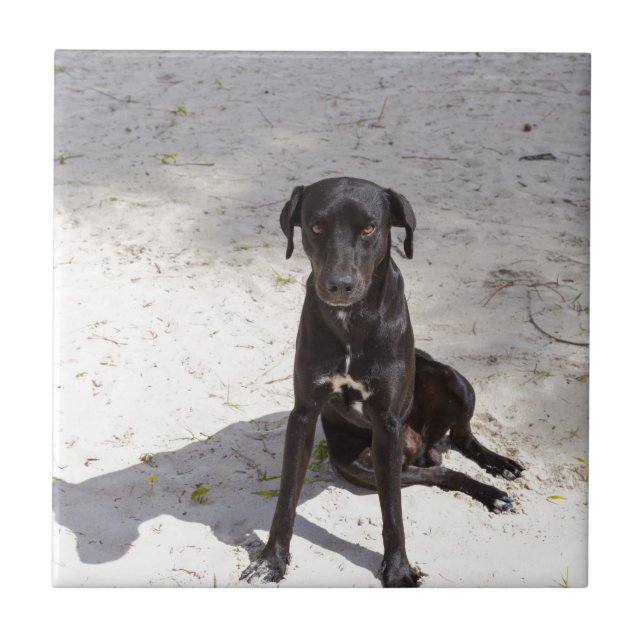 Cachorro negro com mau (Frente)